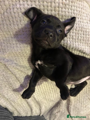 Mixed Breed dogs - Advert 10