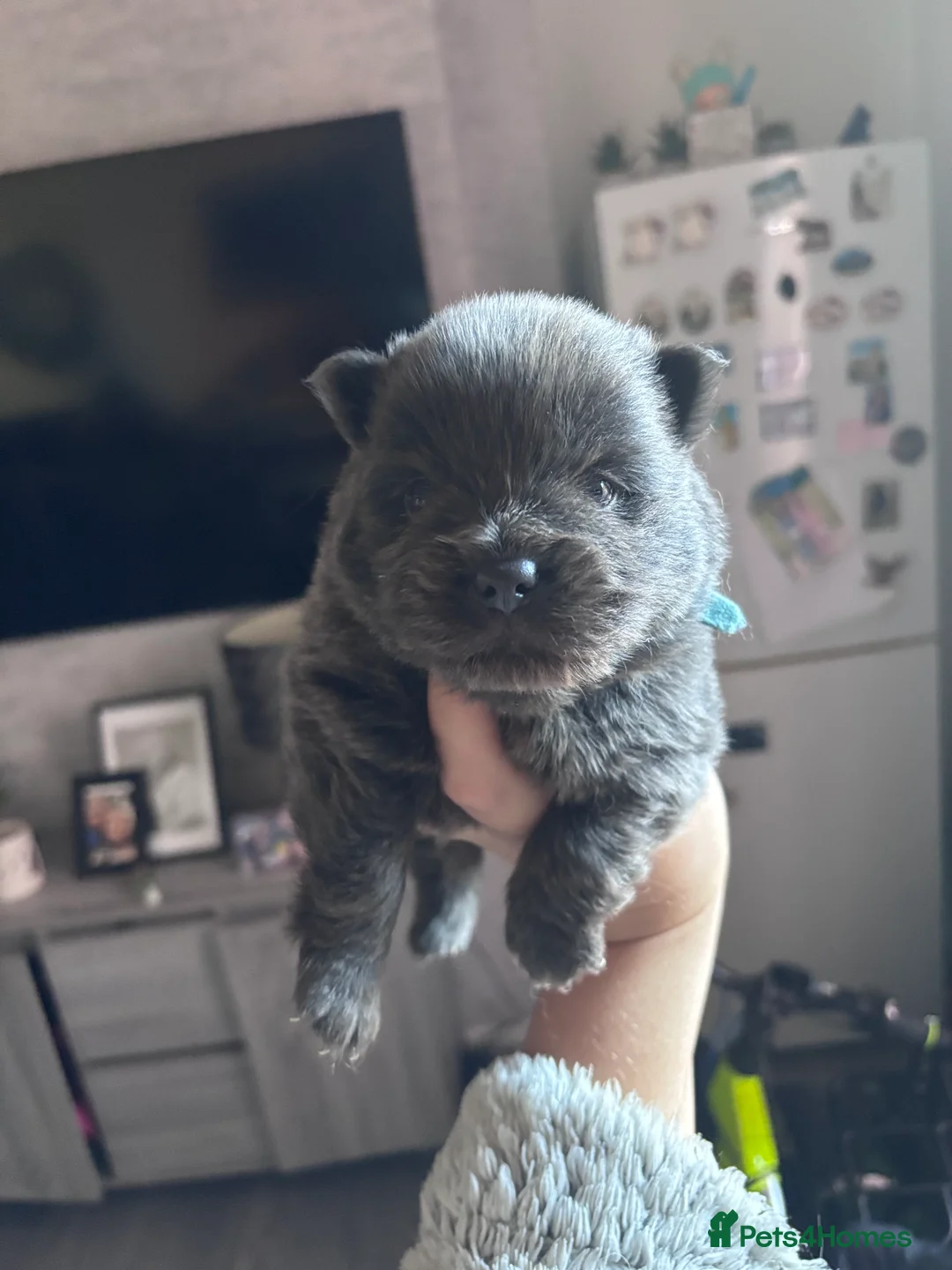 Mixed Breed dogs for sale: Chowpom puppies - Advert 26