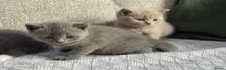 British Shorthair cats for sale: Adorable British Shorthair Kittens–2 Boys &2 Girls - Advert 12