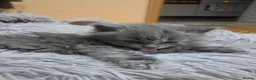 British Shorthair cats for sale: Kittens blue goy and girl in Nottingham - Advert 16