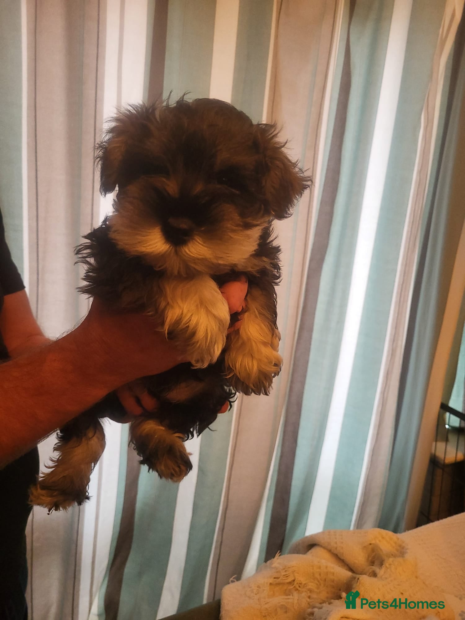 Miniature Schnauzer dogs 3 Male Miniature Schnauzer Puppies For Sale - Advert 1