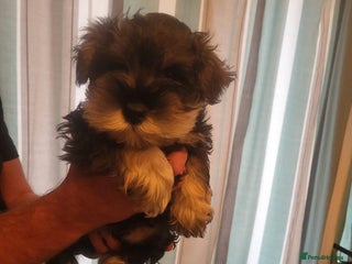Miniature Schnauzer dogs 3 Male Miniature Schnauzer Puppies For Sale - Advert 1