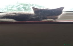 LaPerm cats for sale: LAST Female Grey Laperm X - Image 5