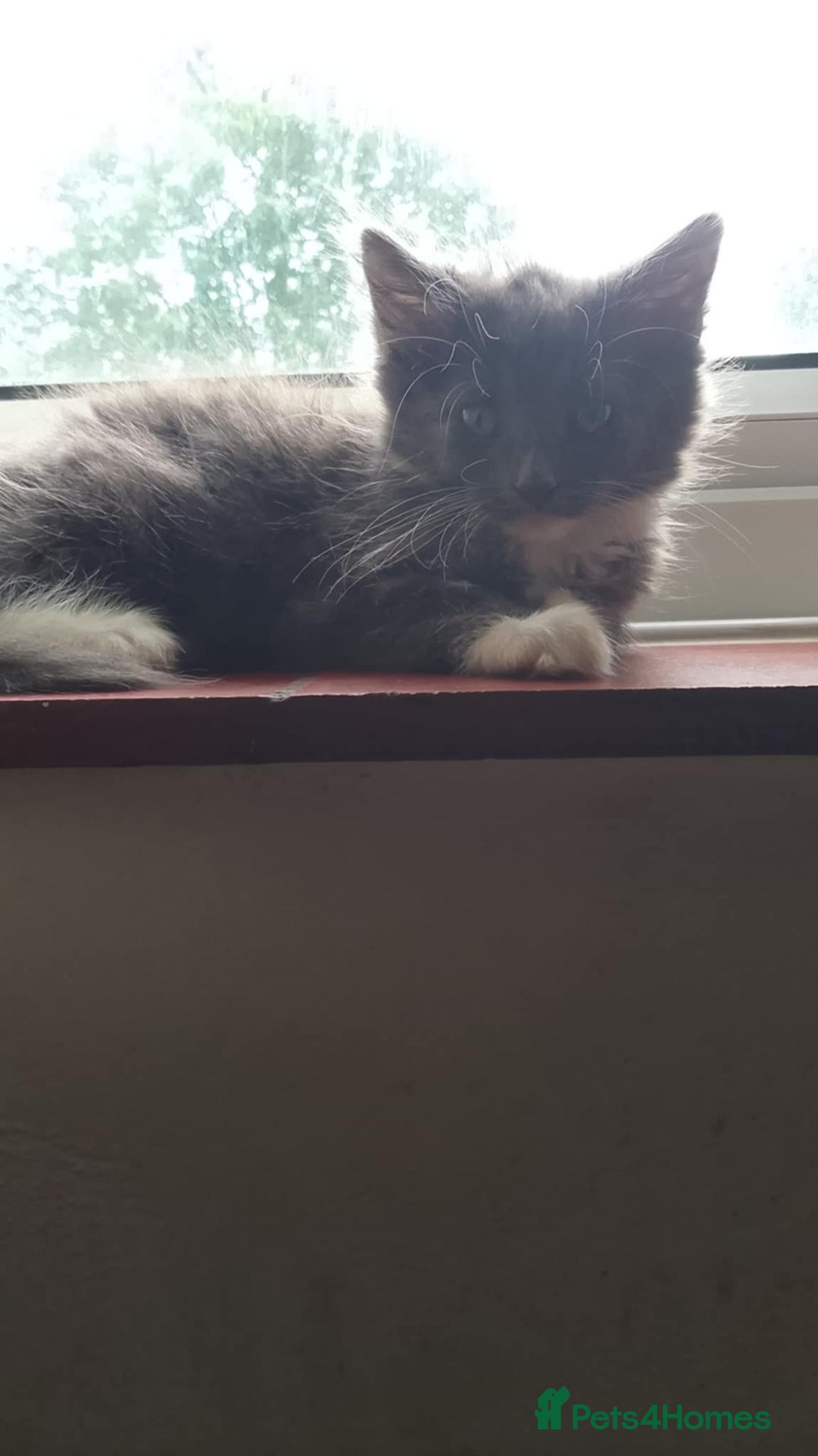 LaPerm cats for sale: LAST Female Grey Laperm X - Image 5