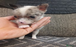 Mixed Breed dogs for sale: Pomeranian cross puppies ready now - Image 15