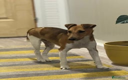 Fox Terrier dogs for adoption: Beautiful Rusty needs a home - Image 12