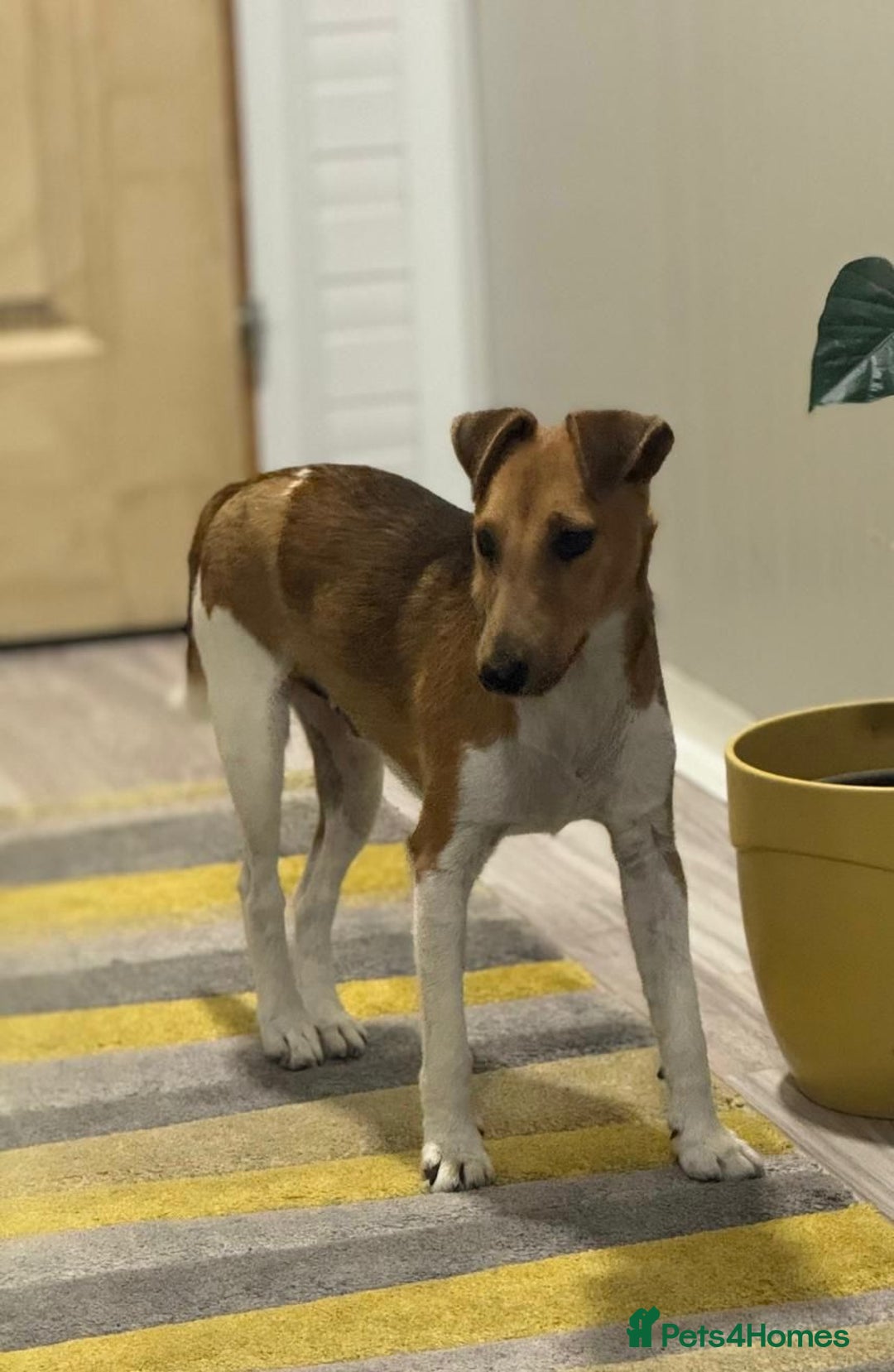 Fox Terrier dogs for adoption: Beautiful Rusty needs a home - Image 12