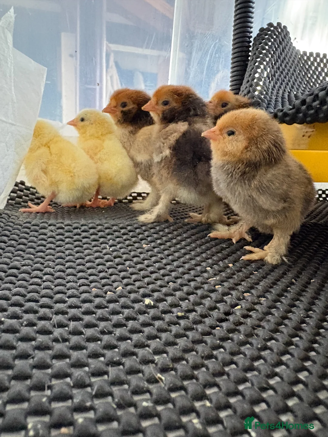 Chickens poultry for sale: Pavlovskya &  - Advert 2