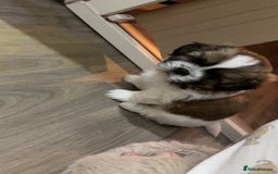 Shih Tzu dogs for sale: 3 beautiful shih tzus for sale  - Advert 14