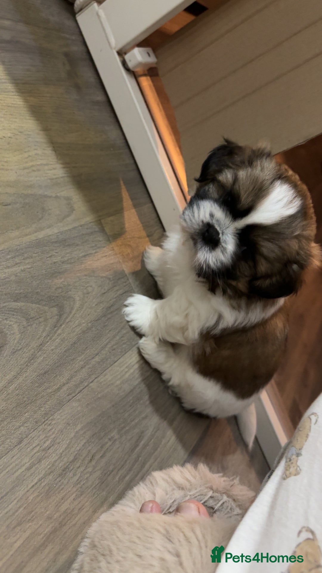 Shih Tzu dogs for sale: 3 beautiful shih tzus for sale  - Advert 14
