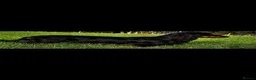 Miniature Dachshund dogs for stud: Miniature Dachshund  - Advert 4