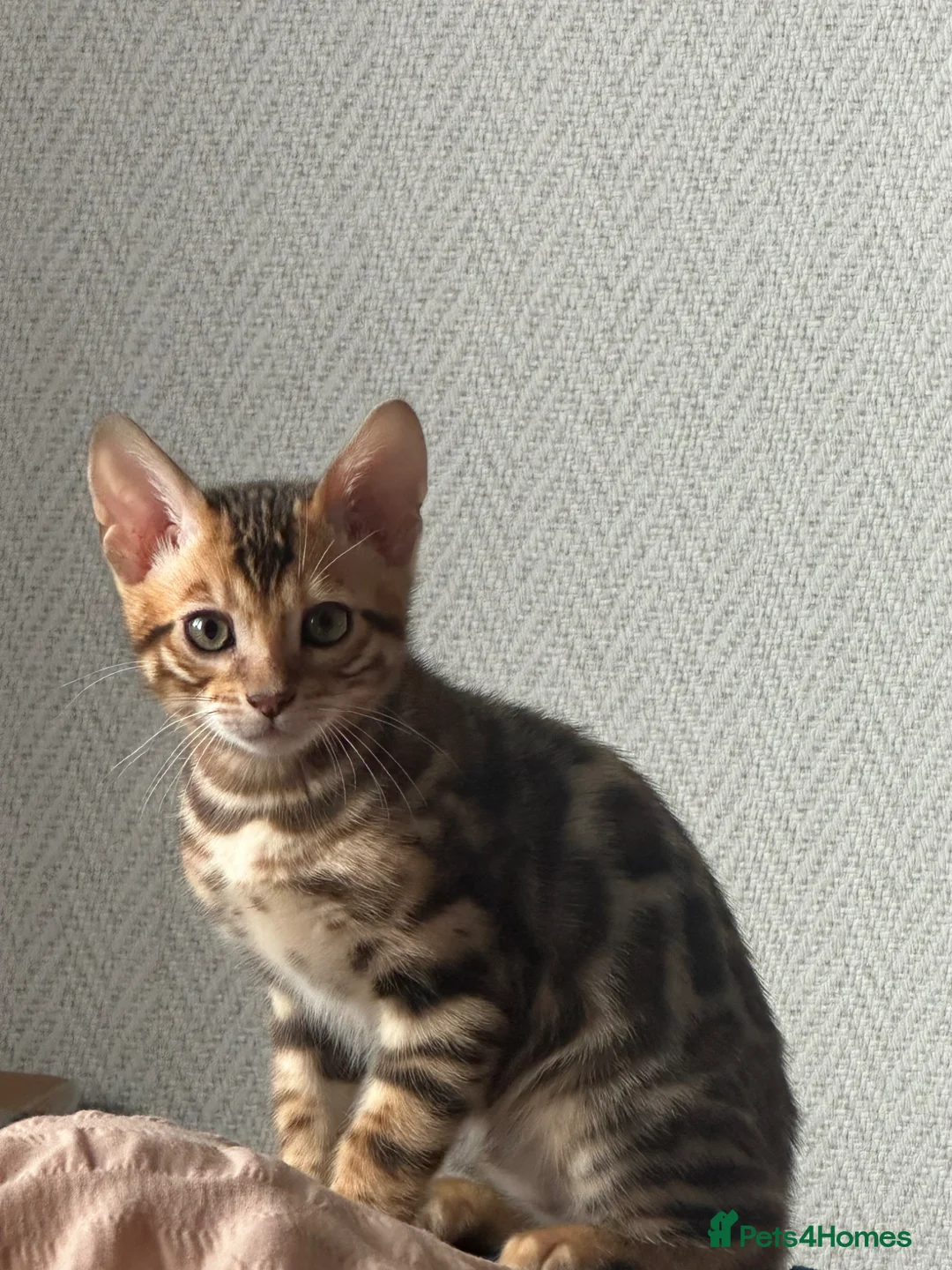 Bengal cats for sale: Beautiful BENGAL Male Kitten - Advert 1