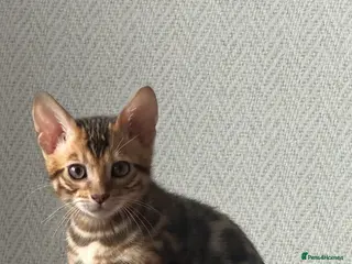 Bengal cats Beautiful BENGAL Male Kitten - Advert 1