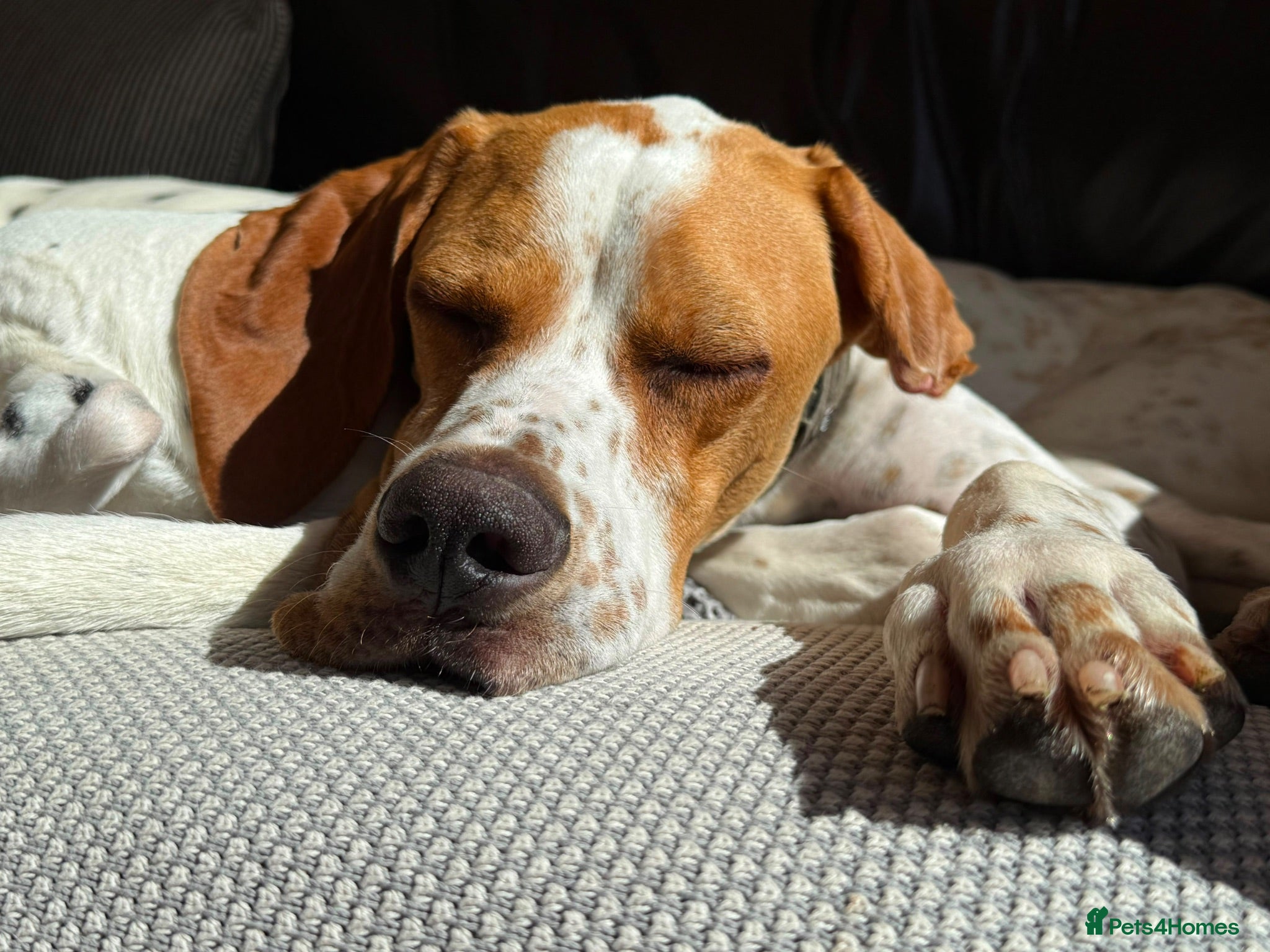 Pointer dogs Remi (English Pointer) - Advert 1