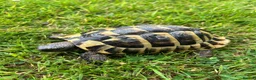 Hermann Tortoise reptiles for sale: Hermanns Tortoise in Hastings - Advert 3