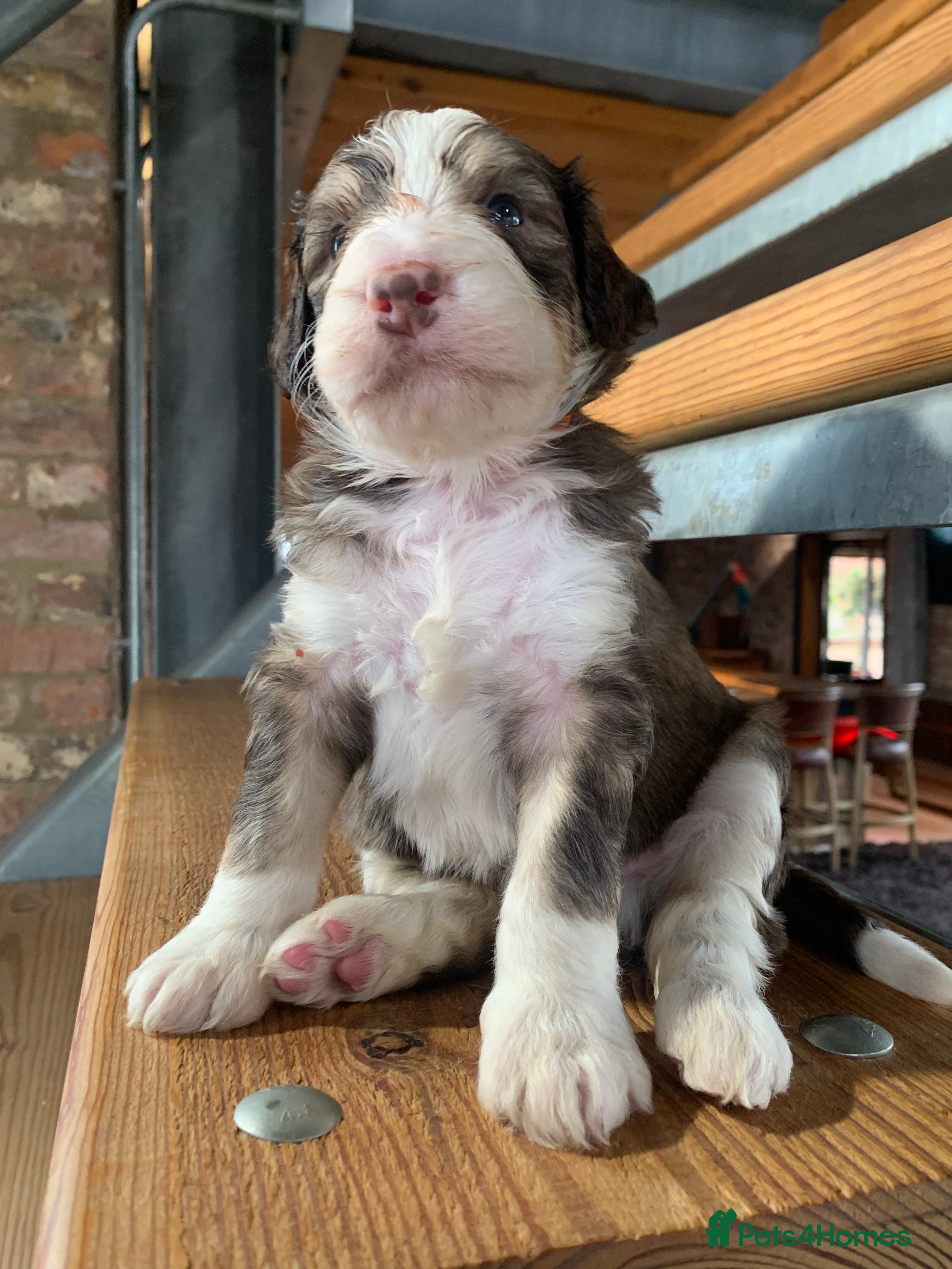 Bernedoodle dogs Tri Colour, Choc White, Standard Bernedoodle - Advert 11