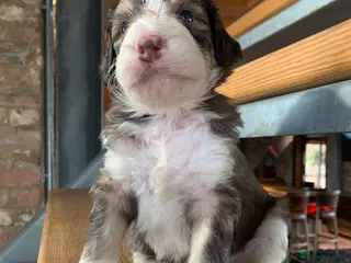 Bernedoodle dogs Tri Colour, Choc White, Standard Bernedoodle - Advert 11