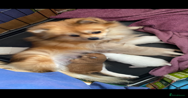 Pomeranian dogs - Advert 4