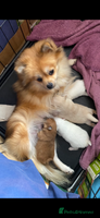 Pomeranian dogs - Advert 5
