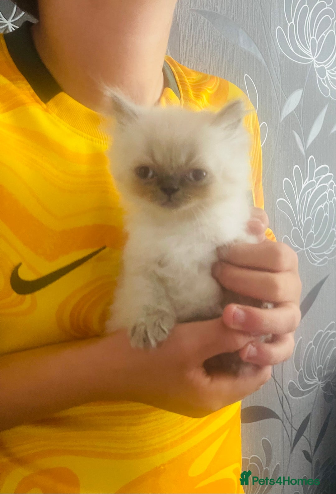 Persian cats for sale: 2 male 4 female  - Image 15