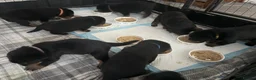 Rottweiler dogs for sale: Pure Breed Rottweiler  - Advert 31