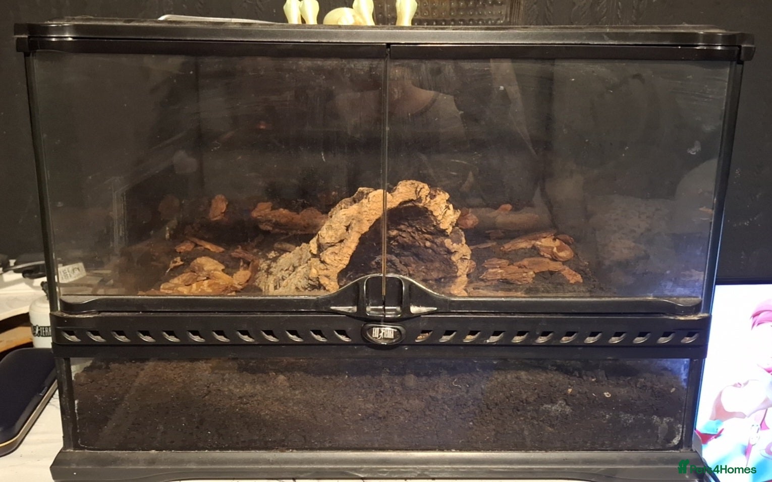 Scorpions invertebrates Asian forest scorpion and viv  - Advert 4