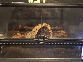 Scorpions invertebrates Asian forest scorpion and viv - Advert 7