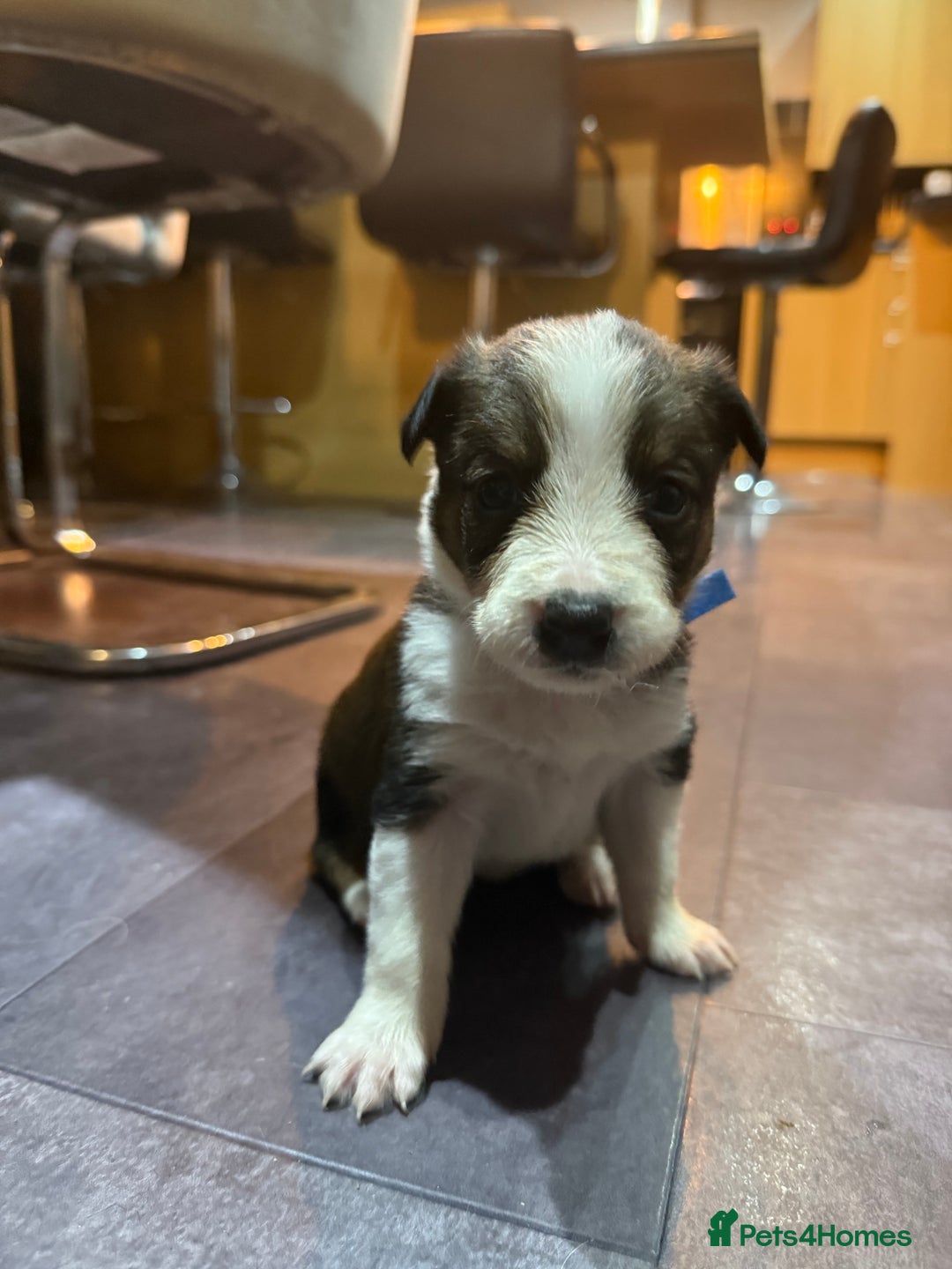 Mixed Breed dogs for sale: Border collie X Welsh collie pups - Advert 16