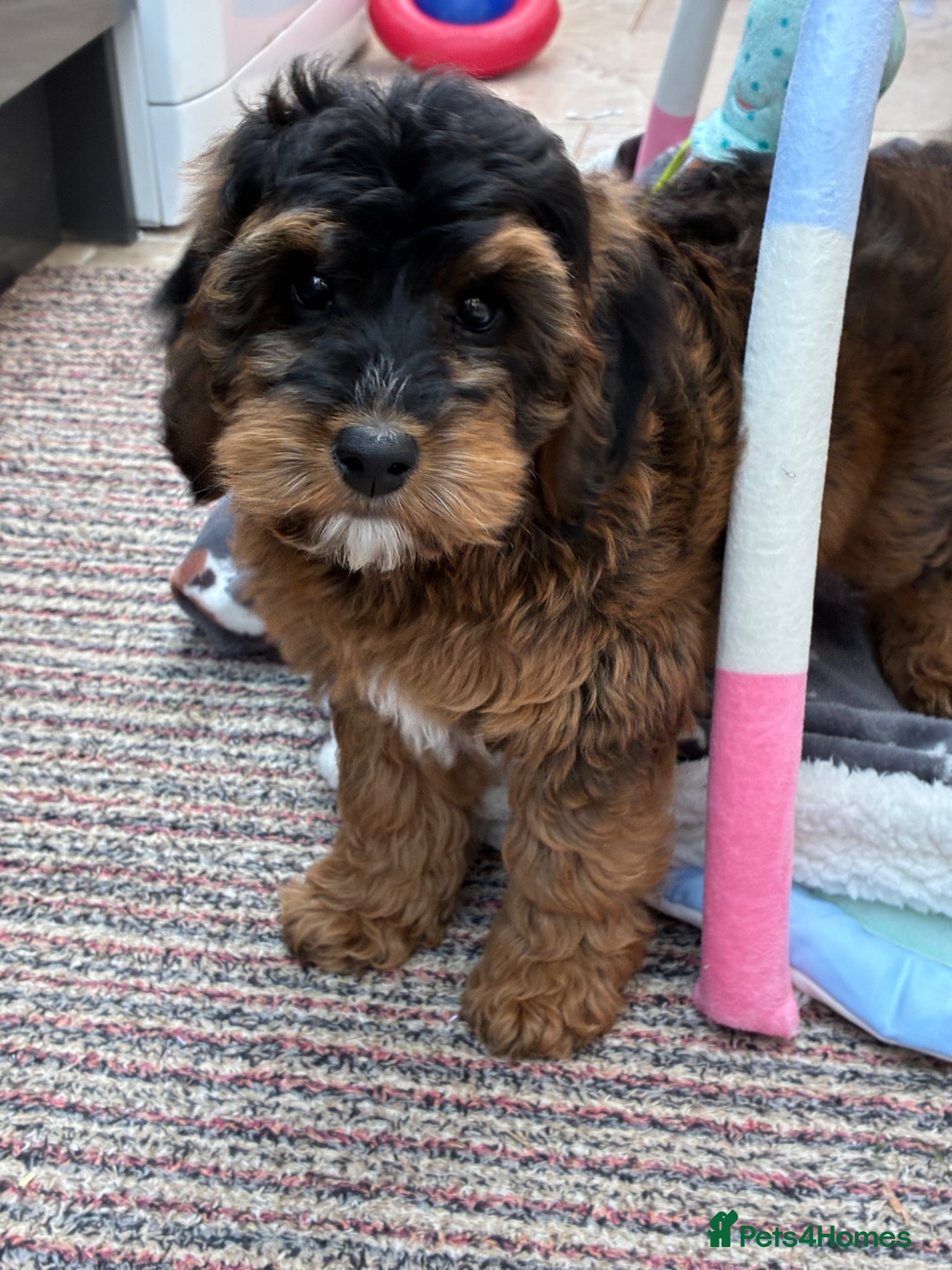 Cockapoo dogs 1 F1B GIRL AVAILABLE! - Advert 1