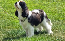 Cavalier King Charles Spaniel dogs for sale: Beautifully marked tri-colour Dog puppy - Image 5
