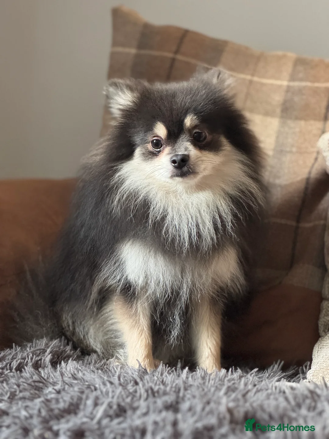 Pomeranian dogs for stud: Stunning KC Reg blue and tan Pom at Stud  in Ripon - Advert 2