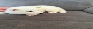 Siberian Husky 4
