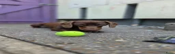Miniature Dachshund dogs for sale: Looking for Their Forever Home  - Advert 9
