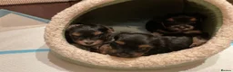 Yorkshire Terrier dogs for sale: Yorkshire terrier puppy in Edinburgh - Advert 14