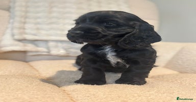 Cocker Spaniel dogs - Advert 1
