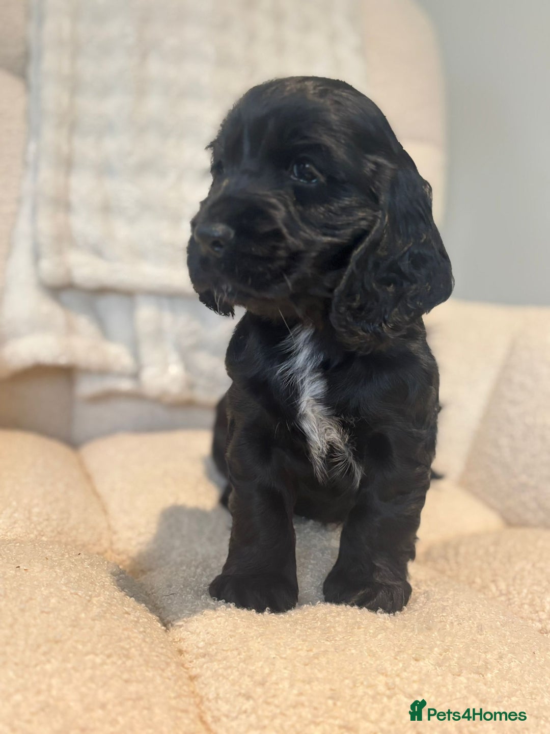 Cocker Spaniel dogs for sale: Last puppy left  - Image 2