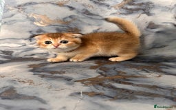 Scottish Fold cats for sale: Pedigree Scottish Fold kittens - Image 9