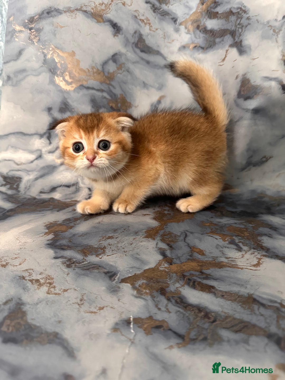 Scottish Fold cats for sale: Pedigree Scottish Fold kittens - Image 9