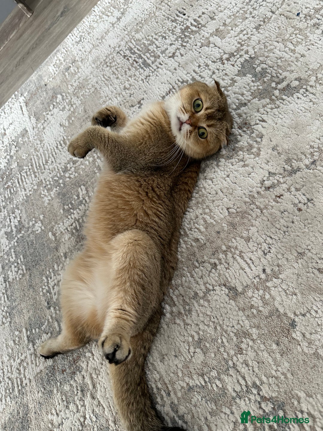 Scottish Fold cats for sale: Scottish Fold kittens - Image 7