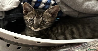 Savannah cats - Advert 12