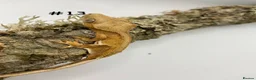 Gecko reptiles for sale: Adult + Juvenile Crested Geckos inc. Lilly Whites - Advert 25