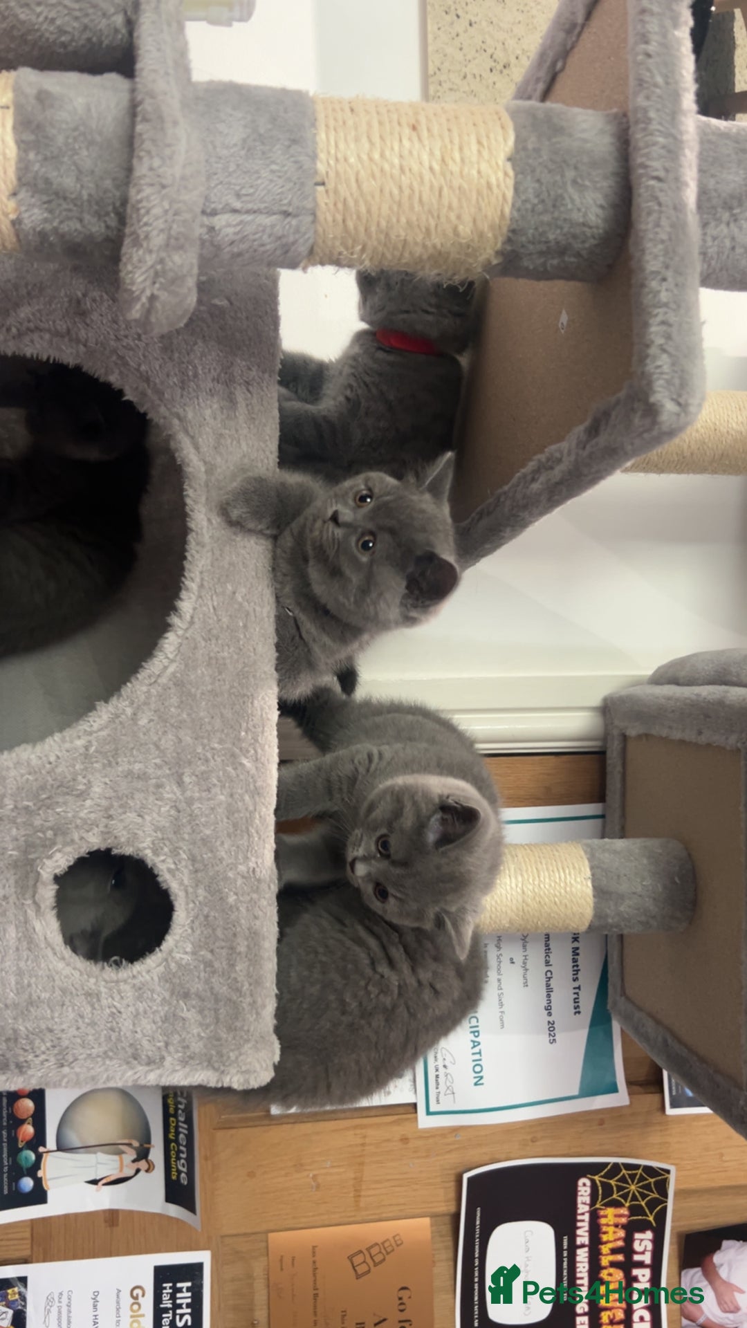 British Shorthair cats for sale: Pedigree Blue British Shorthair 💙💙💙💗💗💗💗 - Image 29