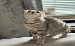 Scottish Fold cats for sale: Scottish Fold - Adorable Indoor Cats  - Image 8