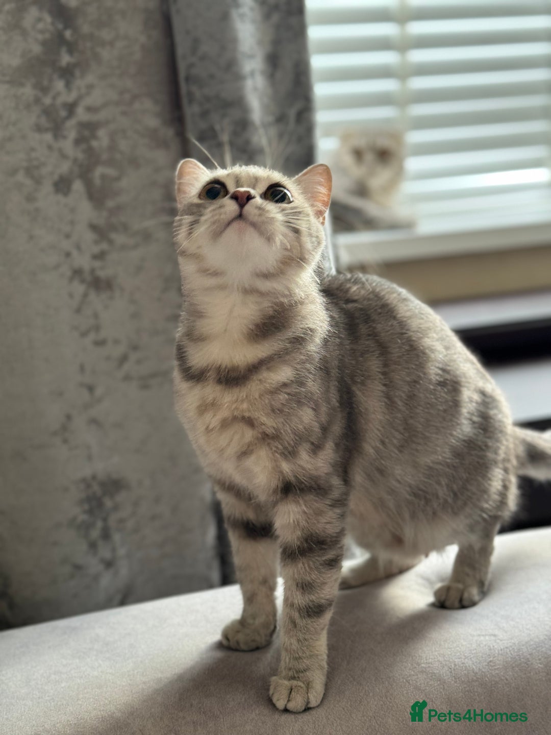 Scottish Fold cats for sale: Scottish Fold - Adorable Indoor Cats  - Image 8