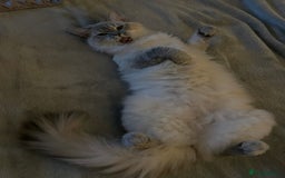 Ragdoll cats for sale: Beautiful Male Ragdolls – Champion Bloodlines - Image 8