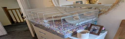 Gerbil rodents for sale: 2 Male Gerbils - Advert 6