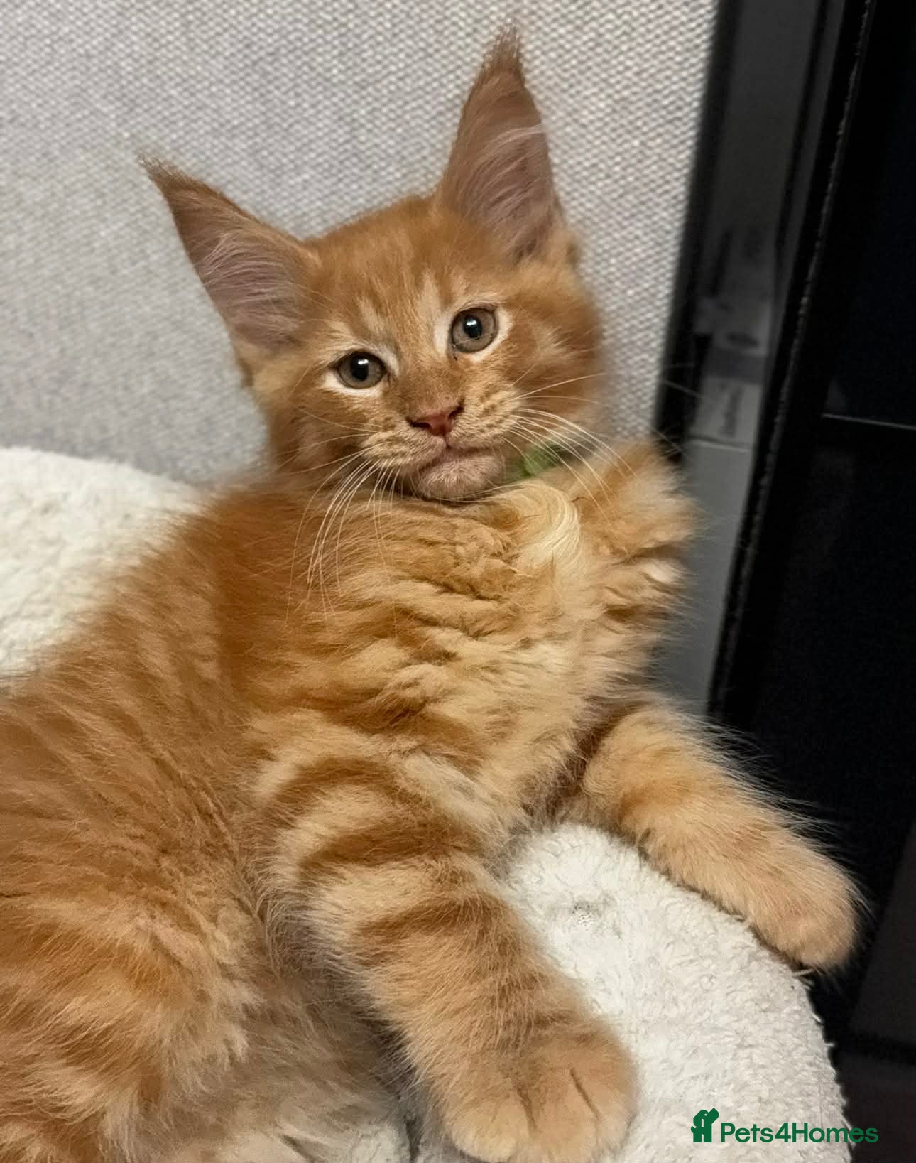 Maine Coon cats 🐱RED BOY MAINE COON READY FOR NEW HOME🐱 - Advert 5