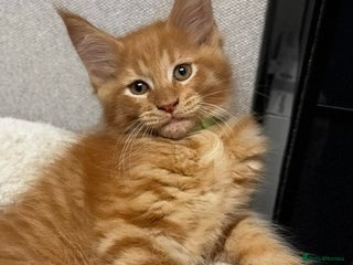 Maine Coon cats 🐱 READY FOR NEW HOME FULL MAINE COON KITTENS 🐱 - Advert 13