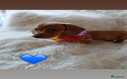 Dachshund dogs for sale: 4 beautiful puppies for sale  - Image 3
