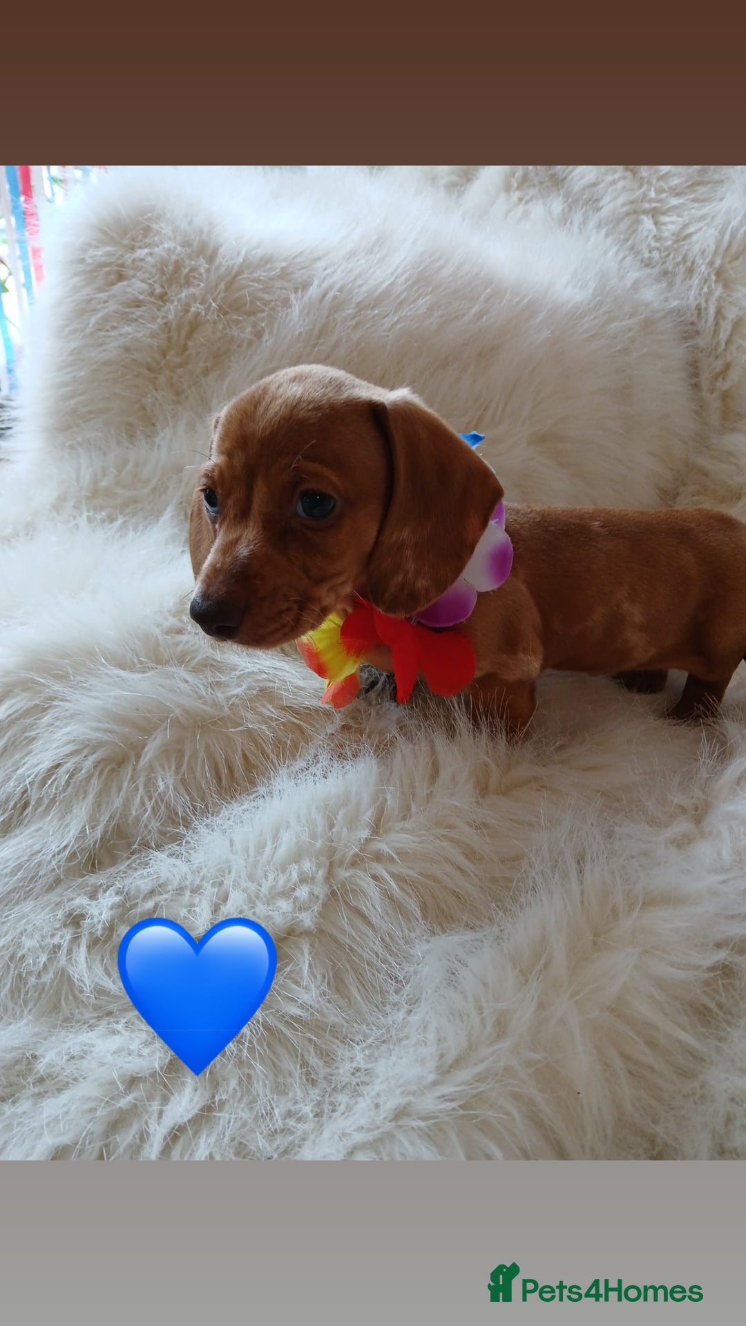 Dachshund dogs for sale: 4 beautiful puppies for sale  - Image 3